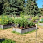community garden with a lot of Durable GreenBed garden beds