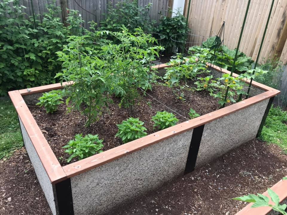 Raised Bed for tomatoes and Basil