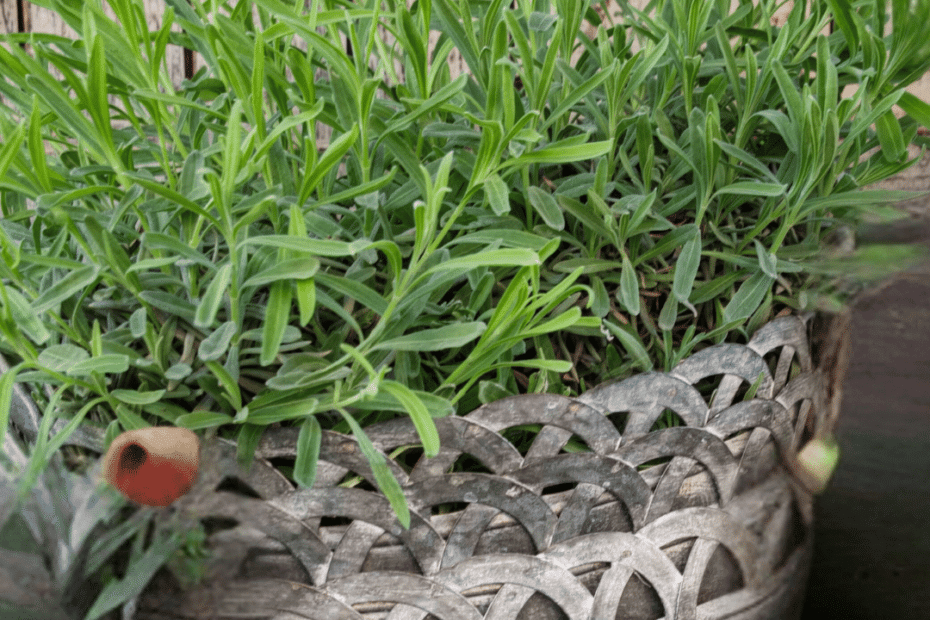 metal garden pot