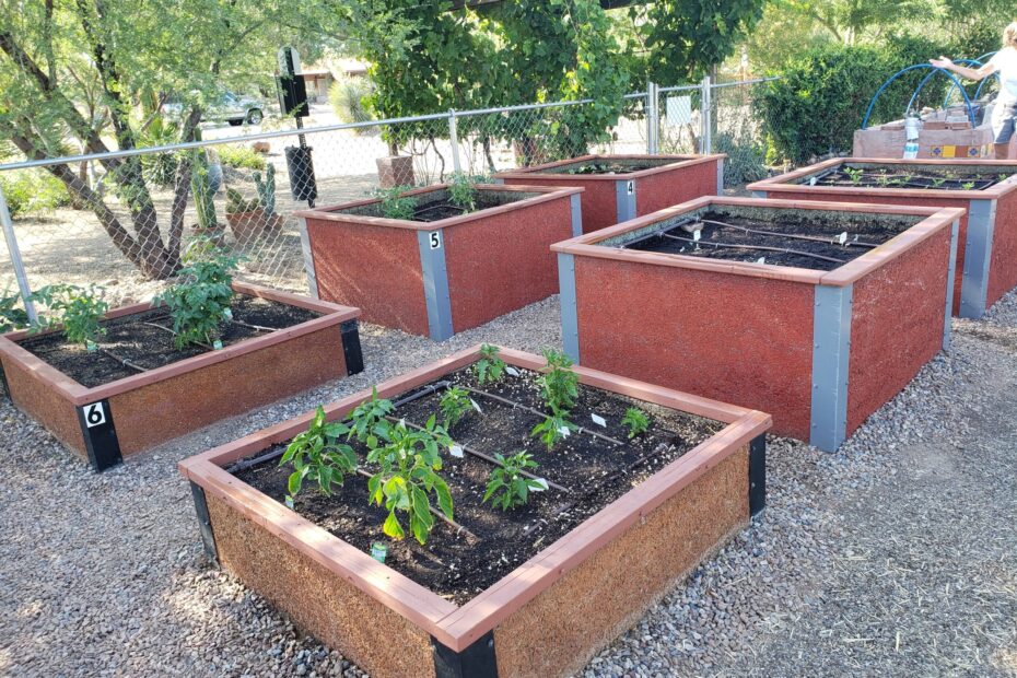 Cama de jardín comunitario de Arizona