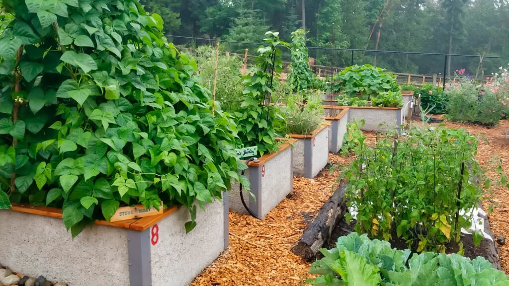 veggie garden bed