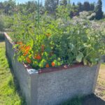 4'x12'x2' Durable GreenBed with flowers growing in it
