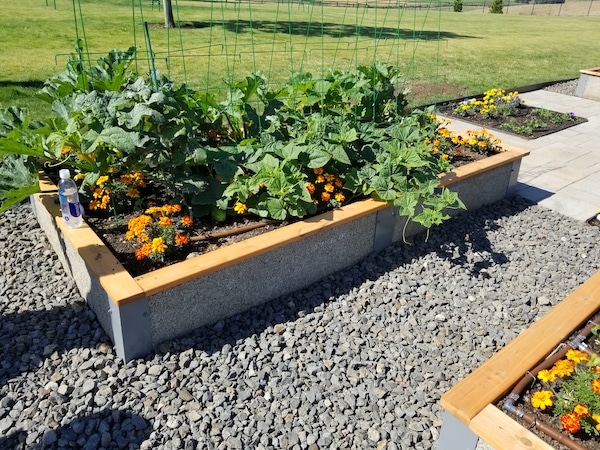 Garden beds surround a greenhouse