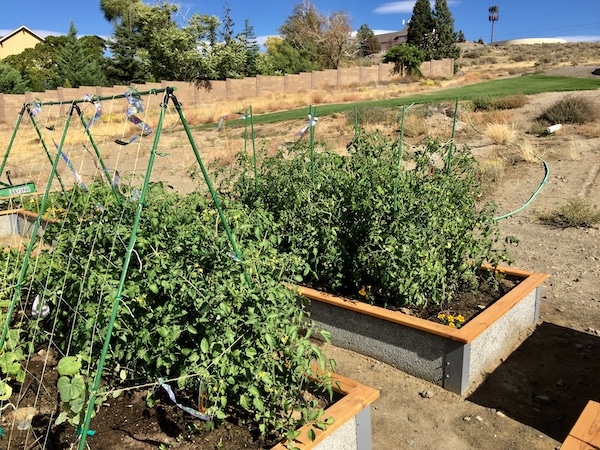 Raised garden beds with tomatoes.