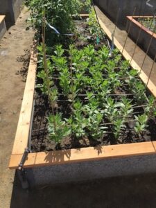 Fava beans in a raised garden bed