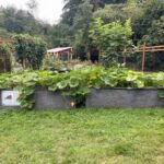 Raised garden beds with Squash plant
