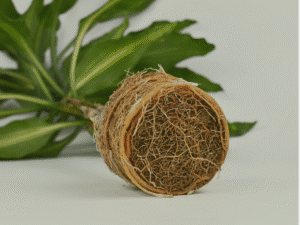 root-bound plant
