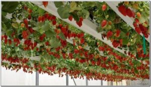 Growing strawberries in hanging gutters