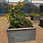 community garden with a lot of Durable GreenBed garden beds and sunflowers