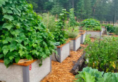 Community garden - Washington