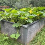 Durable GreenBed Garden Bed Overflowing with squash plants
