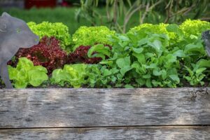 wood garden bed