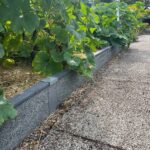 Durable Greenbed with a large lush squash plant