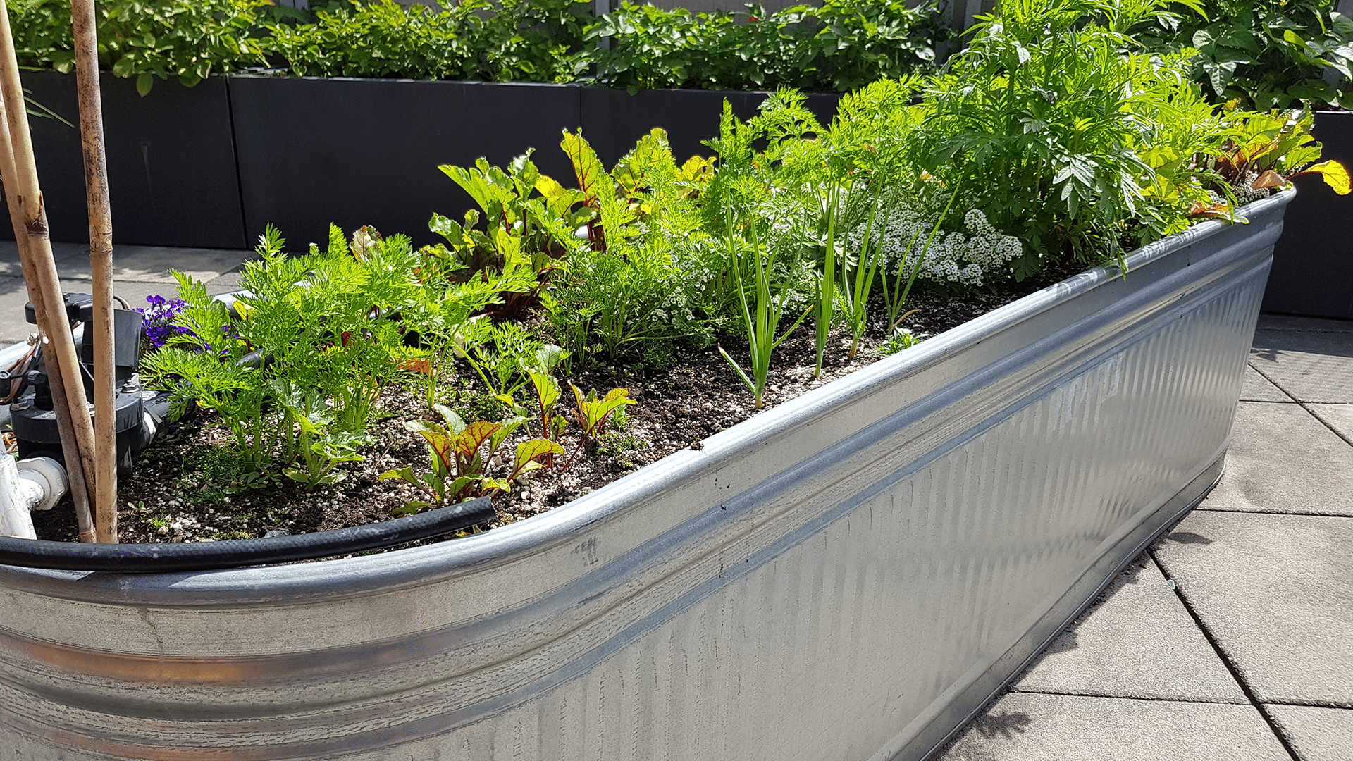 metal corrugated garden bed