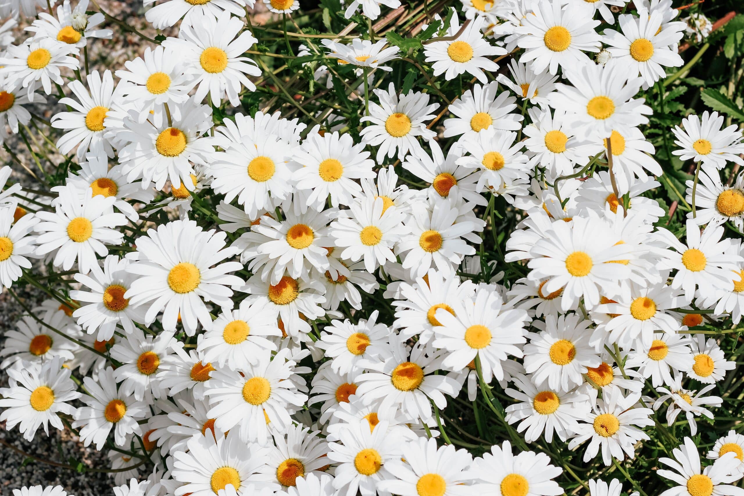 distribuidor de flores de cama verde duradero