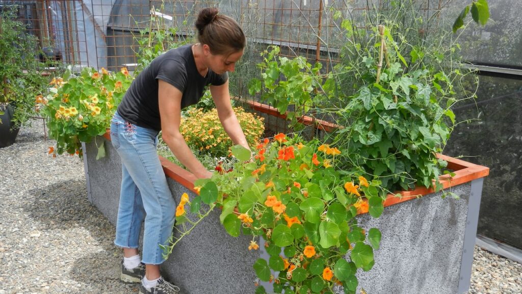 Mujer cultivando un huerto en su cama de jardín elevada ecológica