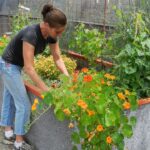 Femme jardinant son lit de jardin surélevé écologique