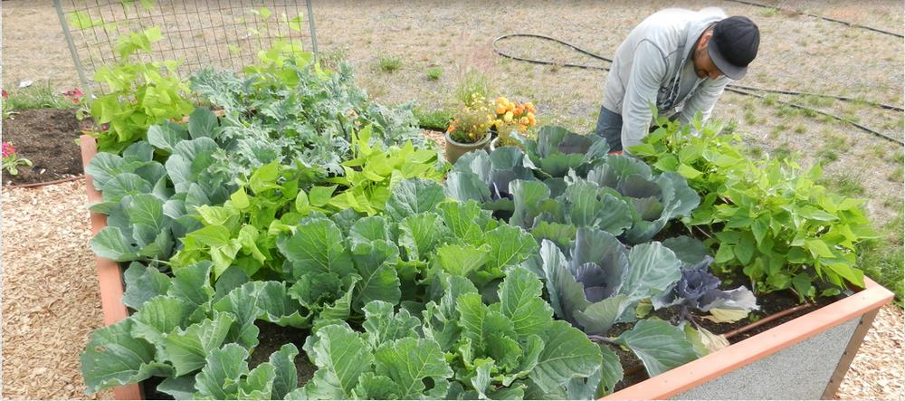 Slot Together Raised Bed Kits