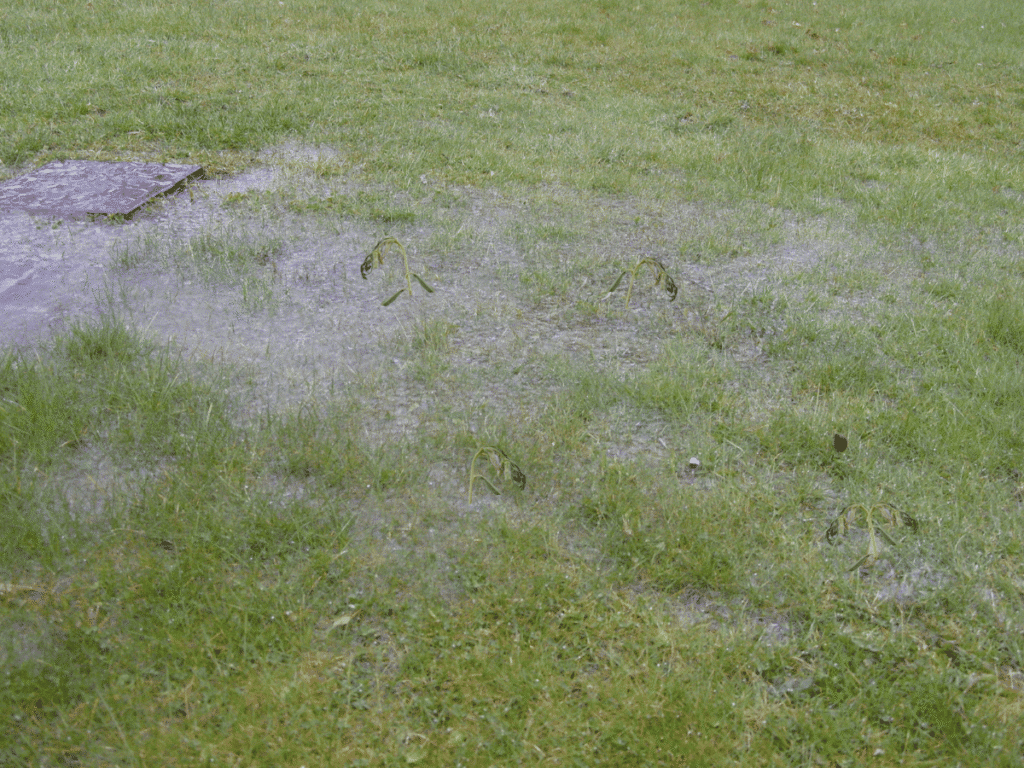waterlogged garden