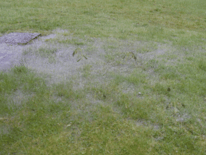 waterlogged garden