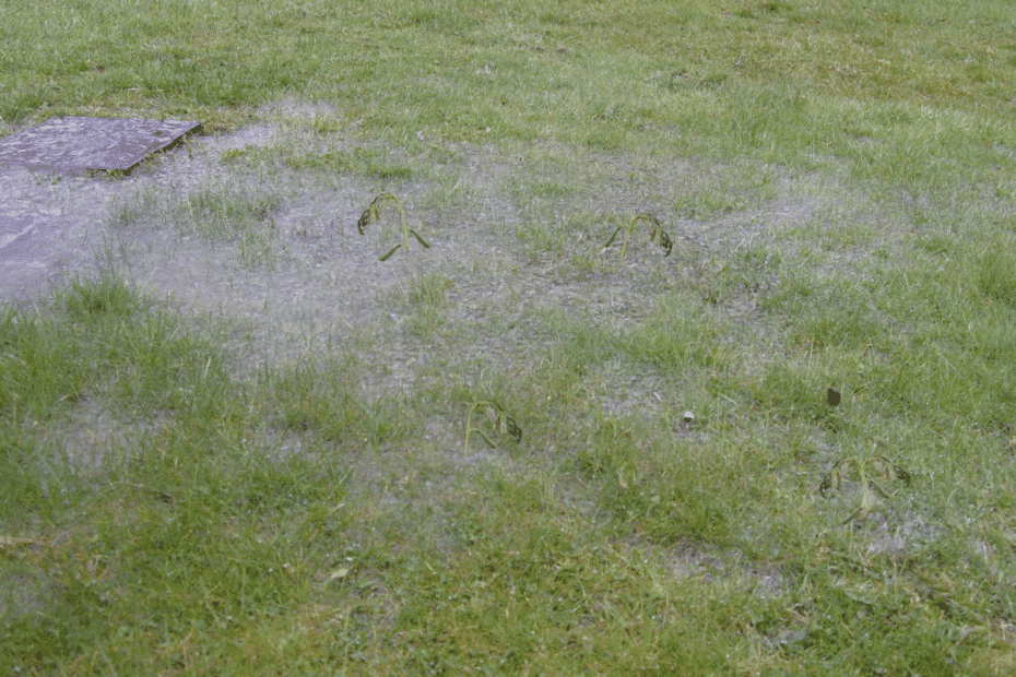 waterlogged garden
