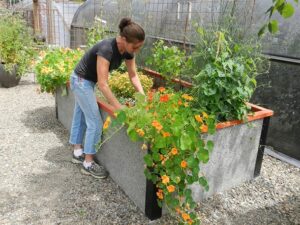 woman in black shirt and jeans tending to raised garden bed